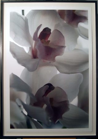 Orchidee - Ricochet